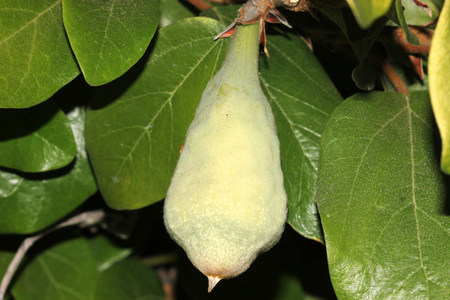 Ficus pumila adult form, Creeping fig, Climbing fig, woody climber in adult form with larger leaves covering the whole wall and pear shaped pale green figs.の写真素材