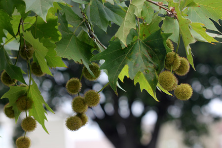 Platanus racemosa, California sycamore, Western sycamore, large deciduous tree native of California, palmately lobed shining green leaves and a row of globose fruits.の写真素材
