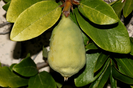 Ficus pumila adult form, Creeping fig, Climbing fig, woody climber in adult form with larger leaves covering the whole wall and pear shaped pale green figs.の写真素材
