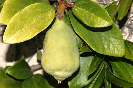 Ficus pumila adult form, Creeping fig, Climbing fig, woody climber in adult form with larger leaves covering the whole wall and pear shaped pale green figs.の写真素材