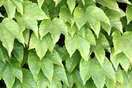 Parthenocissus tricuspidata, Japanese creeper, Grape ivy, Japanese ivy, woody creeper with 3-lobed leaves, climbing and sticking on walls and trees by branched tendrils tipped with sticky discsの写真素材