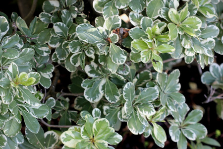 Variegated Japanese mock orange, Pittosporum tobira var variegata, Japanese cheesewood, evergreen shrub with thick green leaves, white to pale yellow flowers andの写真素材