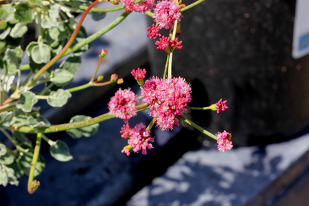 Eriogonum grande var rubescens, Red buckwheat, hardy evergreen mounding shrub with ball shaped terminal heads of rose to pink flowers.の写真素材