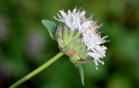 Monardella odoratissima, Mountain coyote mint, Mountain beebalm, Mountain pennyroyal, perennial herb with opposite smooth edged leaves and pale pink flowers in terminal heads.の写真素材