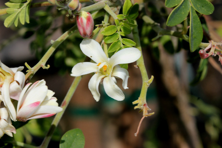 Moringa oleifera, Moringa, Drumstick tree, fast growing deciduous tree with tripinnate leaves, white scented flowers, and drooping capsules 20-40 cm long, both flowers and fruits used as vegetable.の写真素材