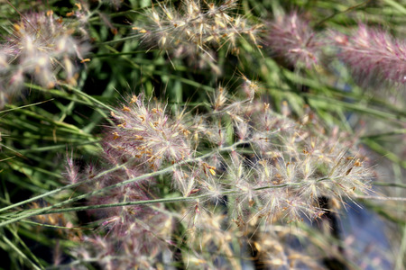 Pennisetum orientale, Orient Fountain Grass, tufted perennial grass with gray green foliage and plumes of pink spikes with cottony appearance.の写真素材