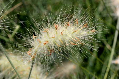Stipa tenuissima, Mexican Feather Grass, Hardy evergreen clumping grass with terminal spike with hair like plumes, nice for borders.の写真素材