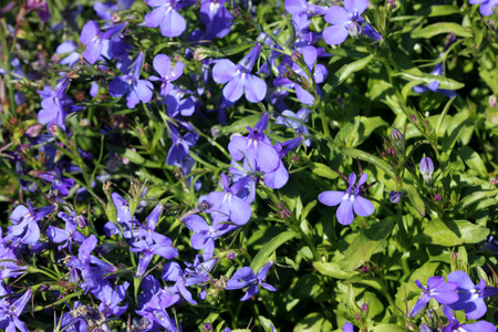 Lobelia erinus Sky Blue, herbaceous annual with trailing habit and sky blue flowers, suitable for hanging baskets.の写真素材