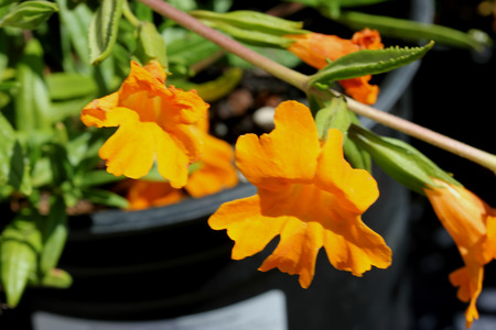 Mimulus Jelly Bean Orange, small shrubby plant with glossy leaves and orange flowers with ruffled petal margins, popular ornamental.の写真素材
