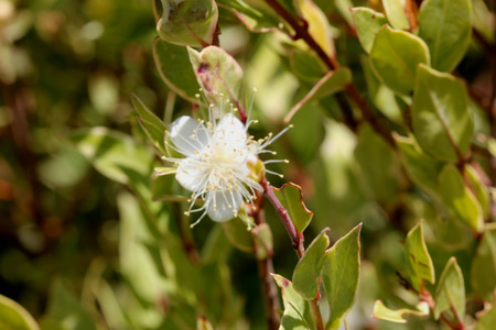 Myrtus communis Compacta Variegata, Variegated compact Myrtle, Hardy evergreen low growing shrub with charming white blooms, suitable as hedge.の写真素材