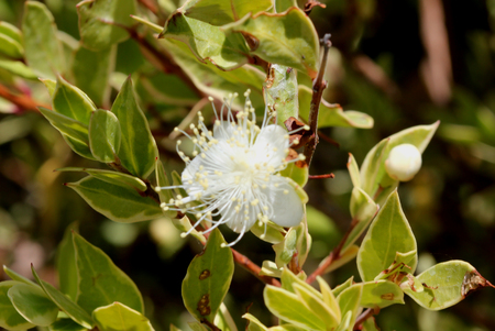 Myrtus communis Compacta Variegata, Variegated compact Myrtle, Hardy evergreen low growing shrub with charming white blooms, suitable as hedge.の写真素材