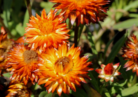 Bracteantha bracteata Mohave Orange, warm weather annual with double orange yellow straw like flowers, lasting long, excellent for cutflowers.の写真素材