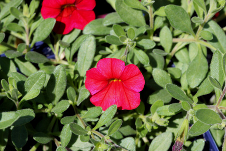 Calibrachoa Cabaret Bright Red, Mini petunia, early flowering compact interspecific hybrid cultivar with trailing habit and bright red flowers with pale yellow throat and anthers.の写真素材