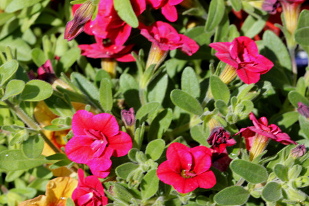 Calibrachoa  Minifamous Double Red, Mini petunia, early flowering compact interspecific hybrid cultivar with trailing habit and bright red double flowers with pale yellow throat and anthers.の写真素材