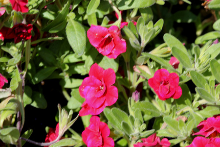 Calibrachoa  Minifamous Double Red, Mini petunia, early flowering compact interspecific hybrid cultivar with trailing habit and bright red double flowers with pale yellow throat and anthers.の写真素材