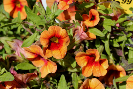 Calibrachoa Minifamous Orange Red, Mini petunia, early flowering compact interspecific hybrid cultivar with trailing habit and pure white flowers with pale yellow throat anthers.の写真素材
