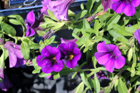 Calibrachoa  Minifamous Royal Blue, Mini petunia, early flowering compact interspecific hybrid cultivar with trailing habit and blue purple flowers with pale yellow throat and anthers.の写真素材