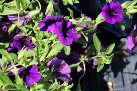 Calibrachoa  Minifamous Royal Blue, Mini petunia, early flowering compact interspecific hybrid cultivar with trailing habit and blue purple flowers with pale yellow throat and anthers.の写真素材