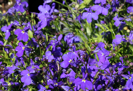 Lobelia erinus Blue Moon, herbaceous annual with trailing habit and violet blue flowers, suitable for hanging baskets.の写真素材