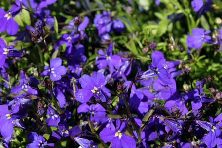 Lobelia erinus Blue Moon, herbaceous annual with trailing habit and violet blue flowers, suitable for hanging baskets.の写真素材