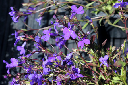 Lobelia erinus Crystal Palace, herbaceous annual with trailing habit and deep blue flowers, suitable for hanging baskets.の写真素材