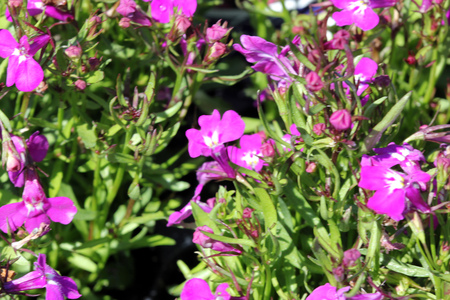 Lobelia erinus Rose, herbaceous annual with trailing habit and rose colored flowers, suitable for hanging baskets.の写真素材