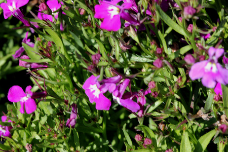 Lobelia erinus Rose, herbaceous annual with trailing habit and rose colored flowers, suitable for hanging baskets.の写真素材