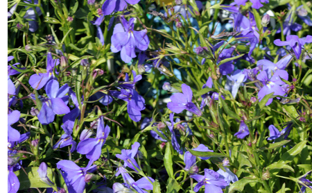 Lobelia erinus Sky Blue, herbaceous annual with trailing habit and sky blue flowers, suitable for hanging baskets.の写真素材