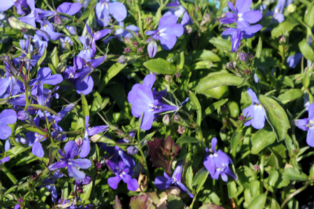 Lobelia erinus Sky Blue, herbaceous annual with trailing habit and sky blue flowers, suitable for hanging baskets.の写真素材