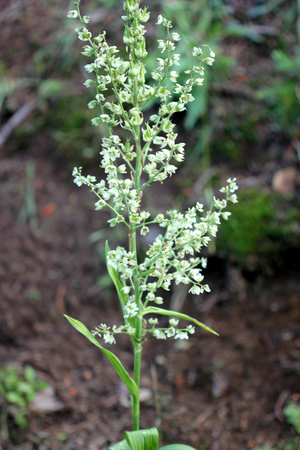 Veratrum californicum, California corn lily, California false hellebore, tall herb native of North America with broad congested flowers and white flowers in terminal panicle.の写真素材