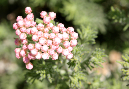 Ozothamnus rosmarinifolius, Sea Rosemary, aromatic perennial shrub with linear leaves and small white to pink flower heads in terminal showy corymbs, suitable for dry habitats.の写真素材