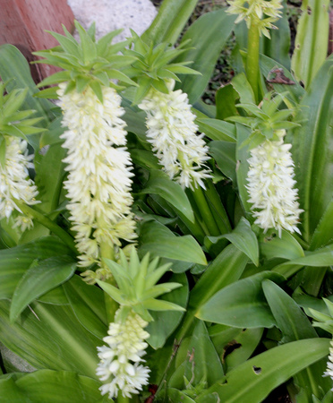 Eucomis autumnalis, Autumn pineapple flower, Autumn pineapple lily, bulbous ornamental herb with a rosette of leaves and dense raceme of white flowers turning green with age topped by a cap of leavesの写真素材