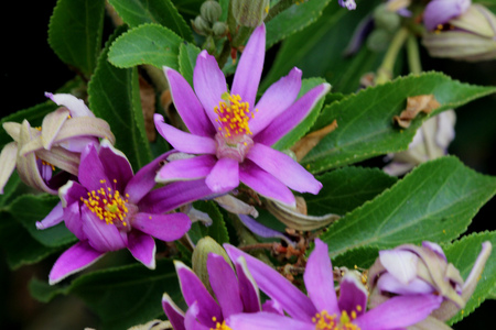 Grewia occidentalis, Crossberry, small deciduous tree with glossy leaves and purple star shaped flowers and four lobed reddish brown fruits.の写真素材
