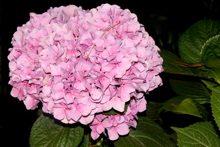 Hydrangea macrophylla, Big leaf Hydrangea,  spreading deciduous shrub with broad ovate leaves and domed clusters of small, cupped, flowers in various colors. Suited for shaded locations.の写真素材