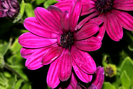 Osteospermum ecklonis Asti Purple, subshrub with rigid pointed leaves and stunning purple daisy like flowers, suitable for rock gardens, edging and containers.の写真素材