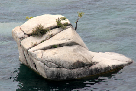 Bonsai rock, Tahoe lake, Nevada side, USA, halfway between Hidden beach and Harbor beach, a rock near shore with four stunted trees braving vagaries of nature for more than thousand years.の写真素材