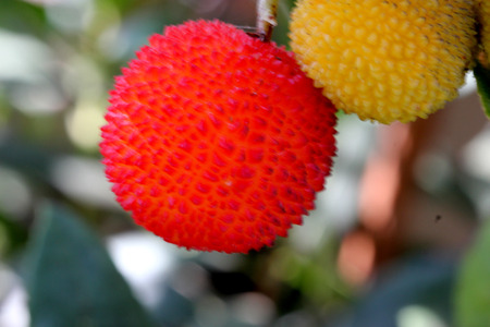 Strawberry like fruits of Arbutus unedo, Strawberry tree, small evergreen tree with green serrated leaves, bell shaped flowers in hanging clusters and strawberry like fruits.の写真素材