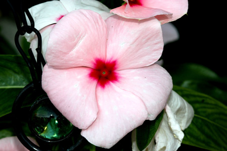 Catharanthus roseus White, Madagascar periwinkle, Vinca rosea, evergreen perennial with woody base, thick opposite leaves and tubular flowers with spreading lobes, white turning pink with age, with red center.の写真素材