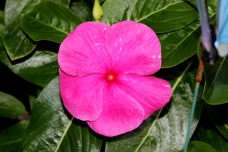 Catharanthus roseus Magenta, Madagascar periwinkle, Vinca rosea, evergreen perennial with woody base, thick opposite leaves and tubular flowers with spreading lobes, white with red center.の写真素材