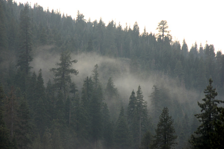 Evening Fog over mountain forests in Tahoe Alpine Meadows area, fog seen moving over the trees and condensed in gaps.の写真素材