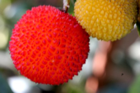 Strawberry like fruits of Arbutus unedo, Strawberry tree, small evergreen tree with green serrated leaves, bell shaped flowers in hanging clusters and strawberry like fruits.の写真素材
