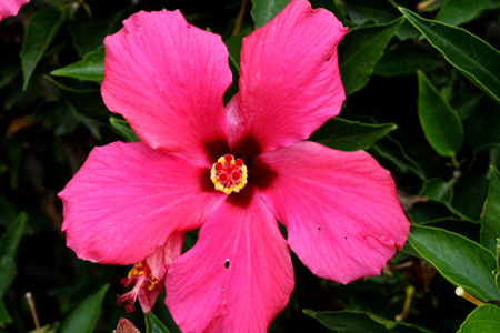 Hibiscus rosa-sinensis Painted Lady, Painted Lady Tropical Hibiscus, evergreen shrub with large rosy red-pink flowers with red center, petals wavy edged and pale pink veins radiating outwards.の写真素材