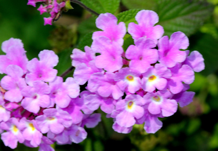 Lantana montevidensis,  Trailing lantana, Purple lantana, trailing shrub with opposite oval leaves and purple blue flowers in small flat topped clusters, with large ovate bracts,の写真素材