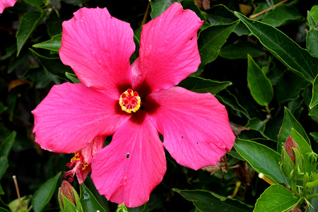 Hibiscus rosa-sinensis Painted Lady, Painted Lady Tropical Hibiscus, evergreen shrub with large rosy red-pink flowers with red center, petals wavy edged and pale pink veins radiating outwards.の写真素材