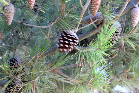 Pinus halepensis, Aleppo pine, evergreen tree with up to 12 cm long needle leaves in clusters of 2, conical female cone up to 12 cm long, initially green turning reddish brown when old.の写真素材