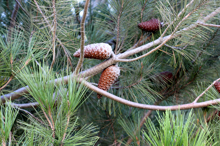 Pinus halepensis, Aleppo pine, evergreen tree with up to 12 cm long needle leaves in clusters of 2, conical female cone up to 12 cm long, initially green turning reddish brown when old.の写真素材