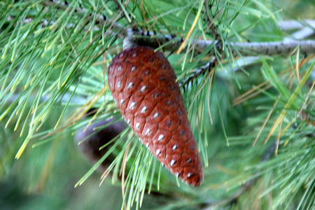 Pinus halepensis, Aleppo pine, evergreen tree with up to 12 cm long needle leaves in clusters of 2, conical female cone up to 12 cm long, initially green turning reddish brown when old.の写真素材