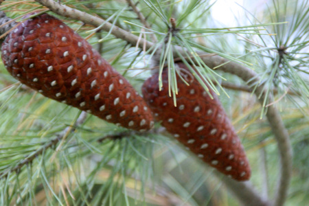 Pinus halepensis, Aleppo pine, evergreen tree with up to 12 cm long needle leaves in clusters of 2, conical female cone up to 12 cm long, initially green turning reddish brown when old.の写真素材