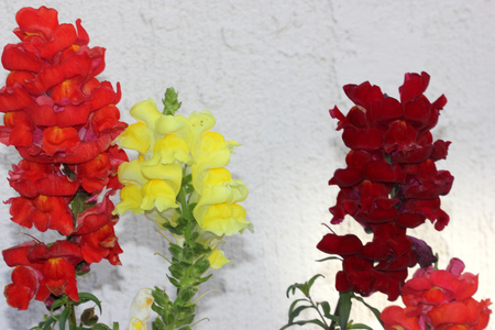 Antirrhinum majus, Snapdragon, Dog flower, popular  short lived perennial herb with lanceolate leaves and two lipped flowers in terminal spikes in variety of colours.の写真素材