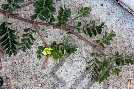 Tribulus terrestris, caltrop, puncture vine, prostrate herb with pinnate compound leaves, yellow flowers and hard fruit with four sharp spinesの写真素材